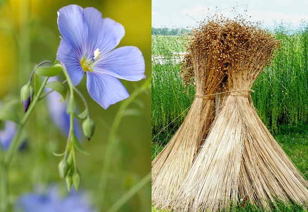 Vom Stroh zum (goldenen) Gürtel 2026/27