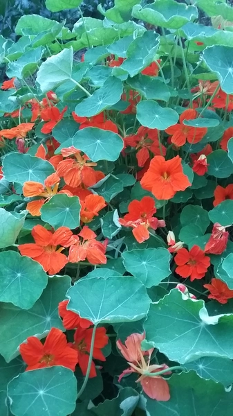 Hausapotheke aus der Natur