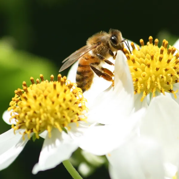 Intensivkurs wesensgemäße Bienenhaltung für Fortgeschrittene