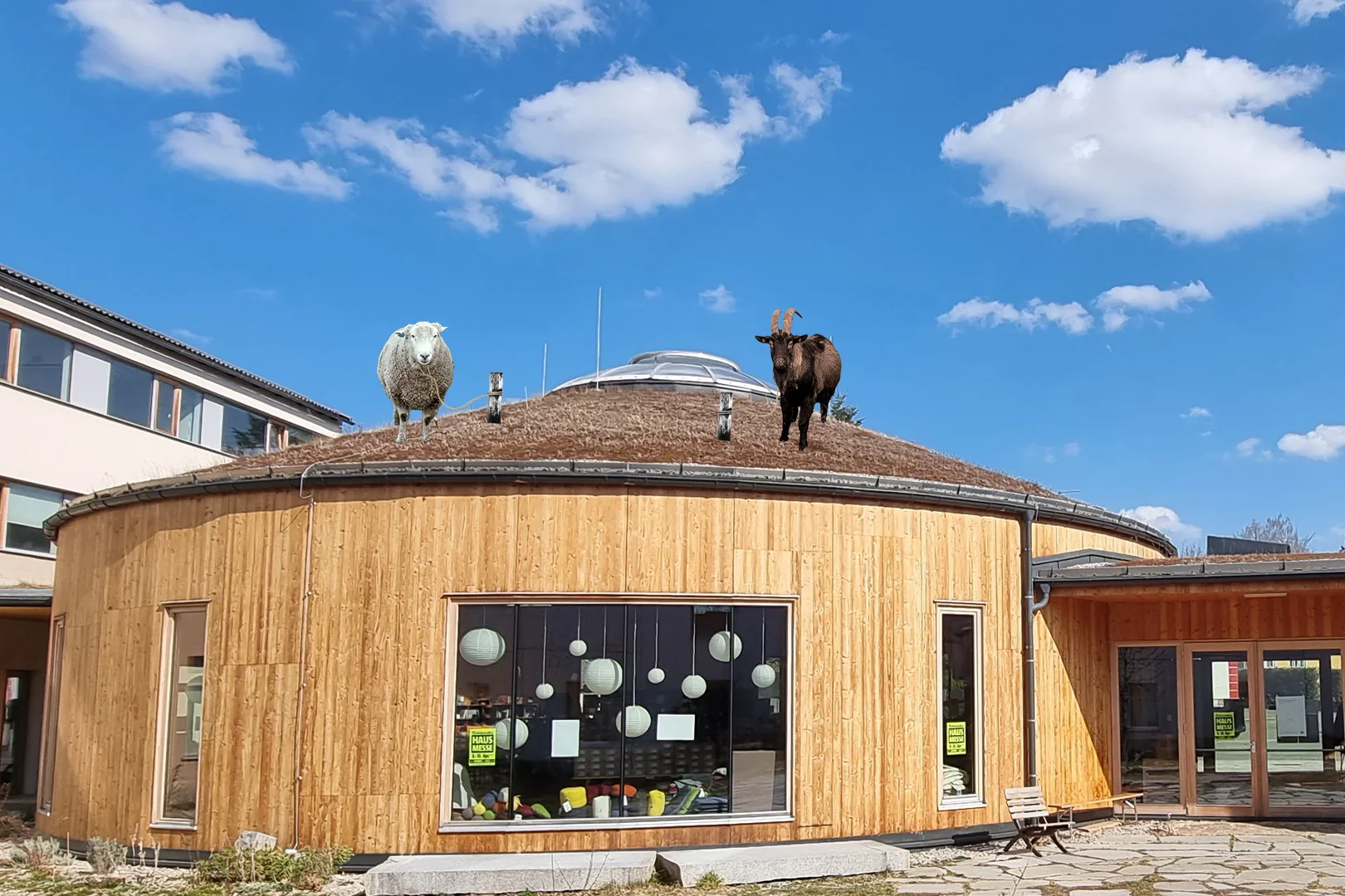 fridays-for-sheep-1620x1080px-v1.jpg