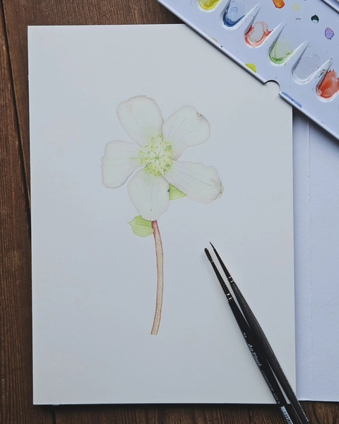 Botanisches Malen 